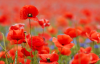 Field of red poppies.